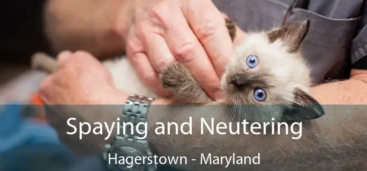 Spaying and Neutering Hagerstown - Maryland