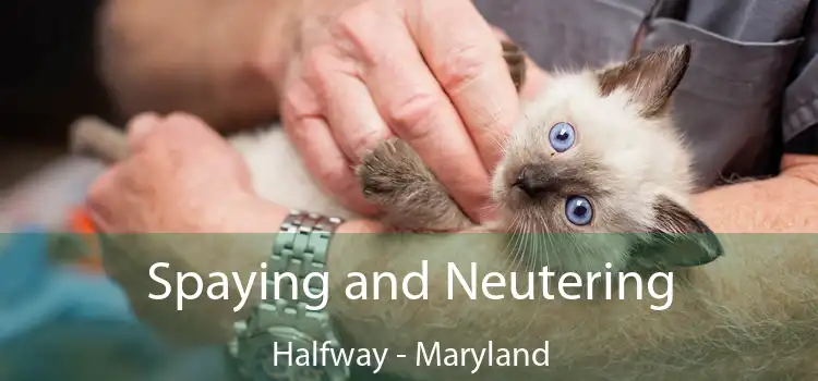 Spaying and Neutering Halfway - Maryland