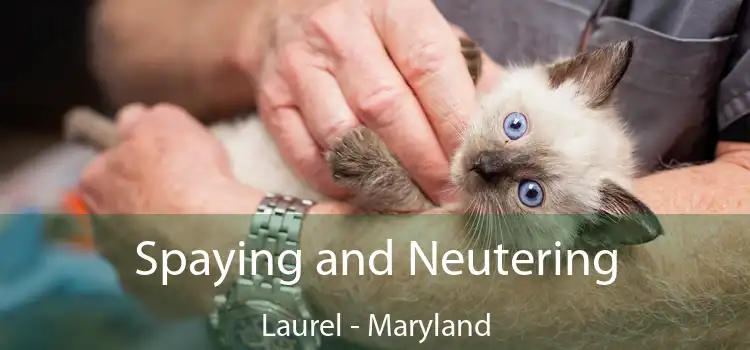 Spaying and Neutering Laurel - Maryland