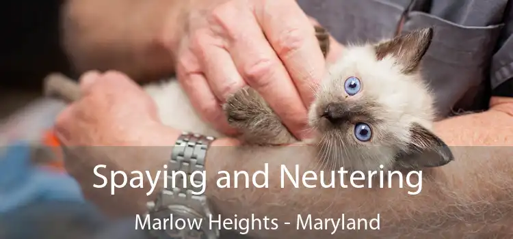 Spaying and Neutering Marlow Heights - Maryland