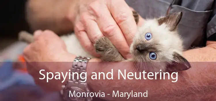 Spaying and Neutering Monrovia - Maryland