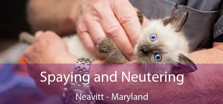 Spaying and Neutering Neavitt - Maryland