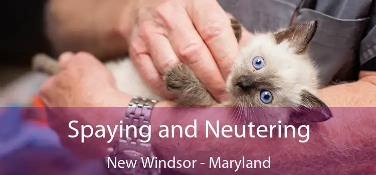 Spaying and Neutering New Windsor - Maryland