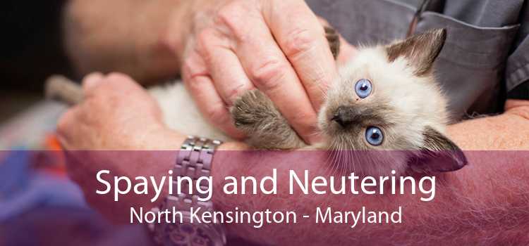 Spaying and Neutering North Kensington - Maryland