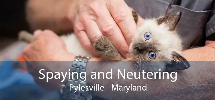 Spaying and Neutering Pylesville - Maryland