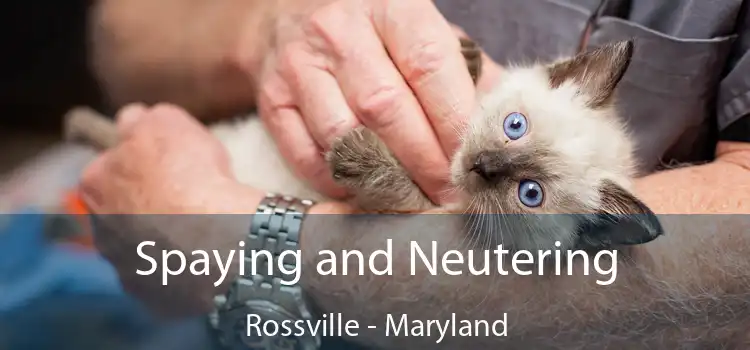 Spaying and Neutering Rossville - Maryland