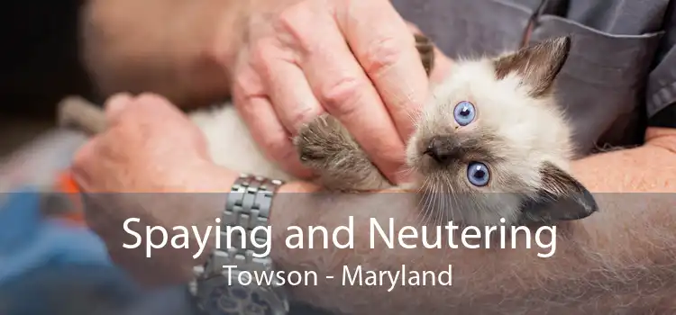 Spaying and Neutering Towson - Maryland