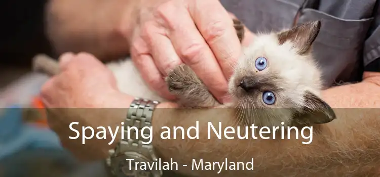 Spaying and Neutering Travilah - Maryland