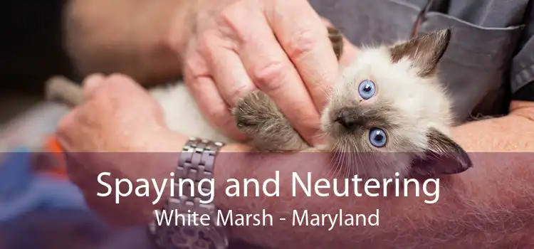 Spaying and Neutering White Marsh - Maryland