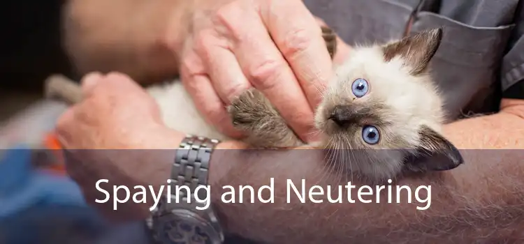 Spaying and Neutering 