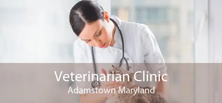 Veterinarian Clinic Adamstown Maryland