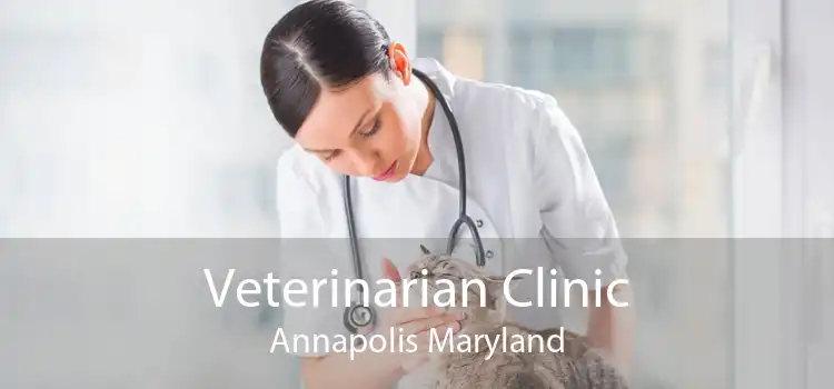 Veterinarian Clinic Annapolis Maryland