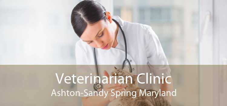 Veterinarian Clinic Ashton-Sandy Spring Maryland