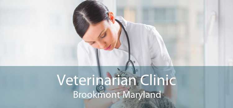 Veterinarian Clinic Brookmont Maryland