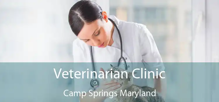Veterinarian Clinic Camp Springs Maryland