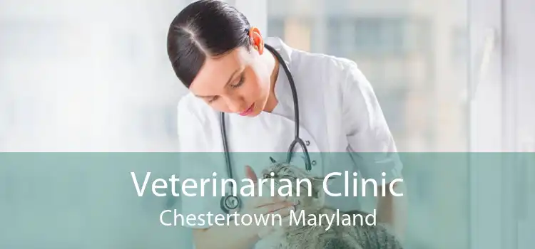 Veterinarian Clinic Chestertown Maryland