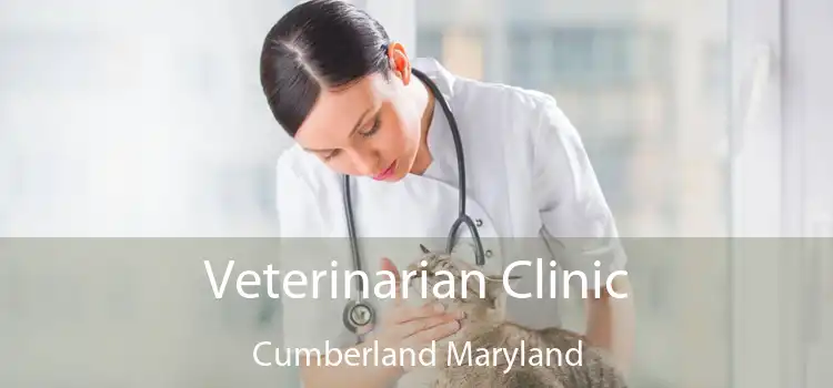 Veterinarian Clinic Cumberland Maryland