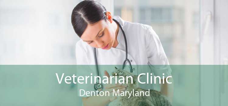 Veterinarian Clinic Denton Maryland