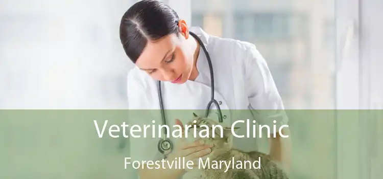 Veterinarian Clinic Forestville Maryland