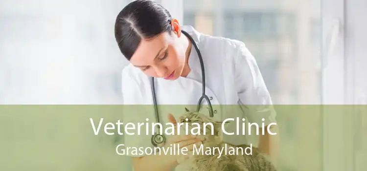 Veterinarian Clinic Grasonville Maryland