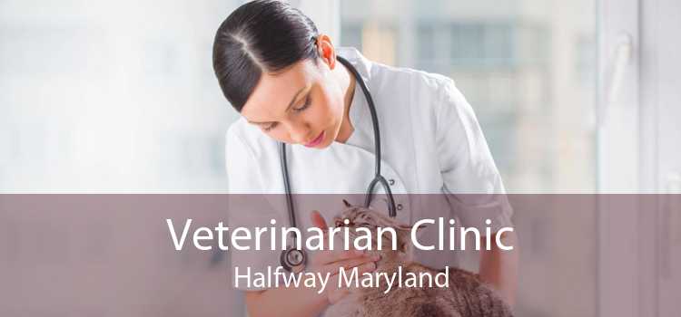 Veterinarian Clinic Halfway Maryland