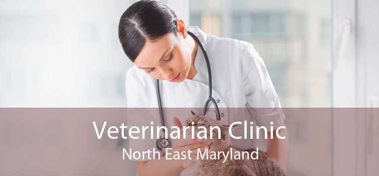 Veterinarian Clinic North East Maryland