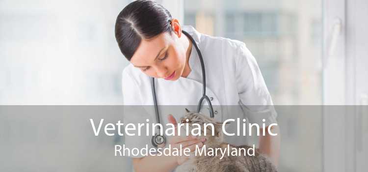 Veterinarian Clinic Rhodesdale Maryland