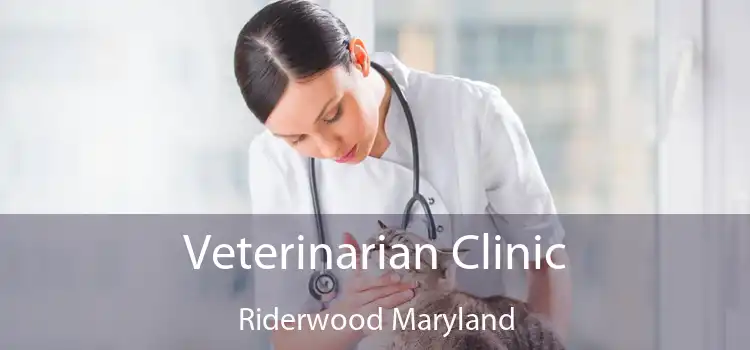 Veterinarian Clinic Riderwood Maryland