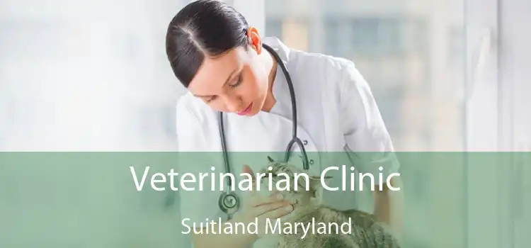 Veterinarian Clinic Suitland Maryland