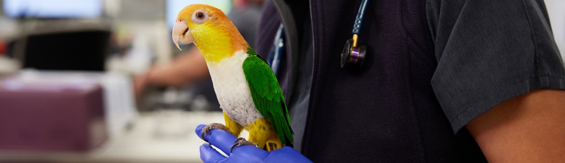 Bird Vet Dundalk Emergency Exotic Avian Vet Near Me