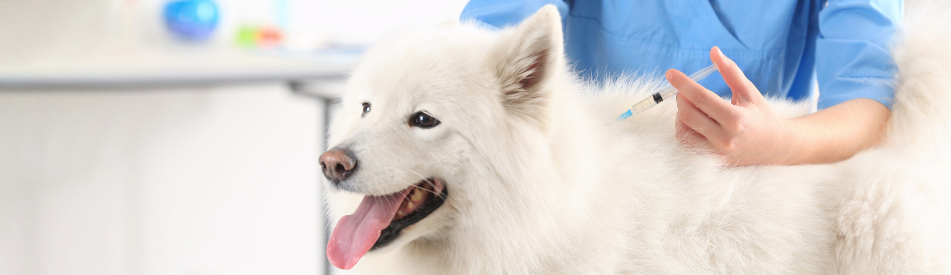 Dog Vaccinations Rising Sun Low Cost Dog Vaccinations Near Me