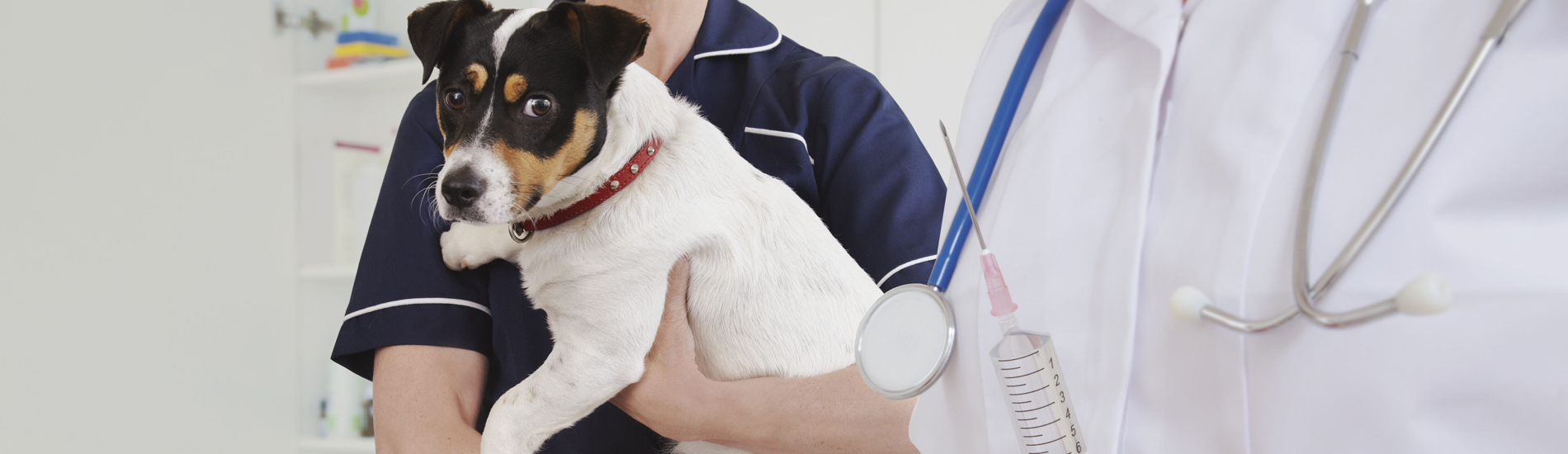 Dog Vaccinations Rhodesdale Low Cost Dog Vaccinations Near Me
