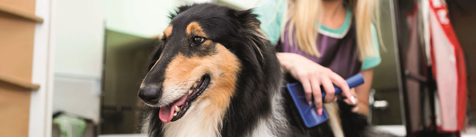 Emergency Vet Rising Sun 24 Hour Emergency Vet Near Me