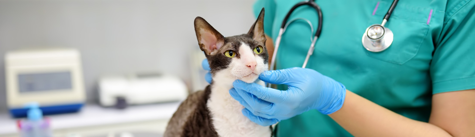 Emergency Vet Hunt Valley 24 Hour Emergency Vet Near Me