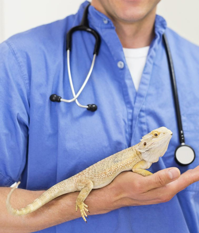 Linthicum Heights Reptile Vet