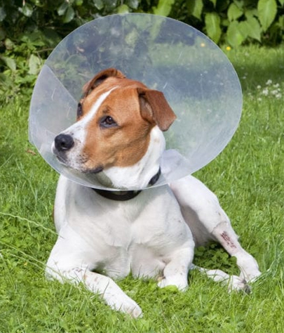 Linthicum Spaying And Neutering