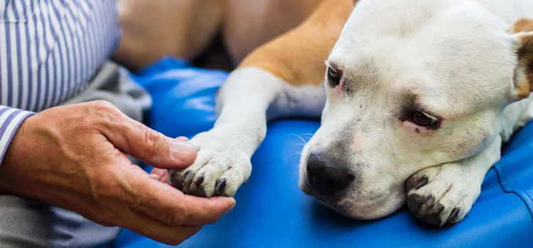 Dog Euthanasia Drugs in Four Corners
