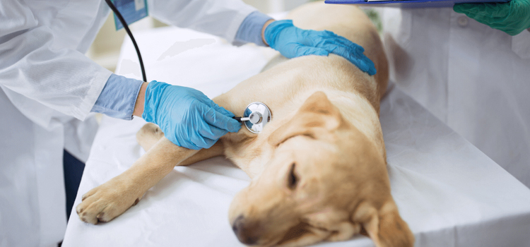 pet emergency clinic