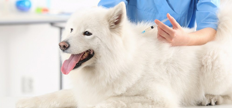 dog vaccination hospital in Cheverly