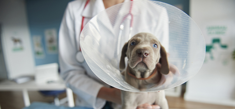 spay and neuter services in Grasonville